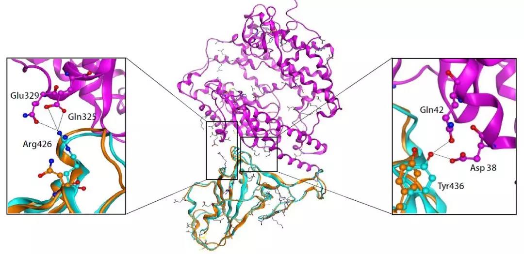 北大团队重磅发现：常用药氨溴索【沐舒坦】或可治疗武汉新冠肺炎
